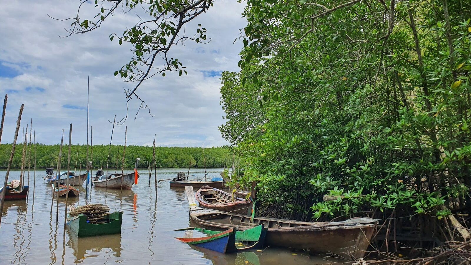 Overview of the Mangrove Ecosystem and Conservation Challenges in Thailand
